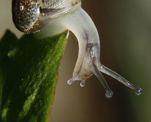 lumaca